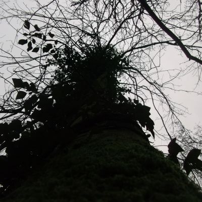 Shows - Apples of the A38